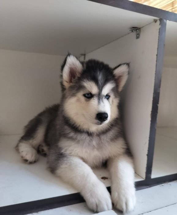 DogsIndia.com Siberian Husky Vanshni
