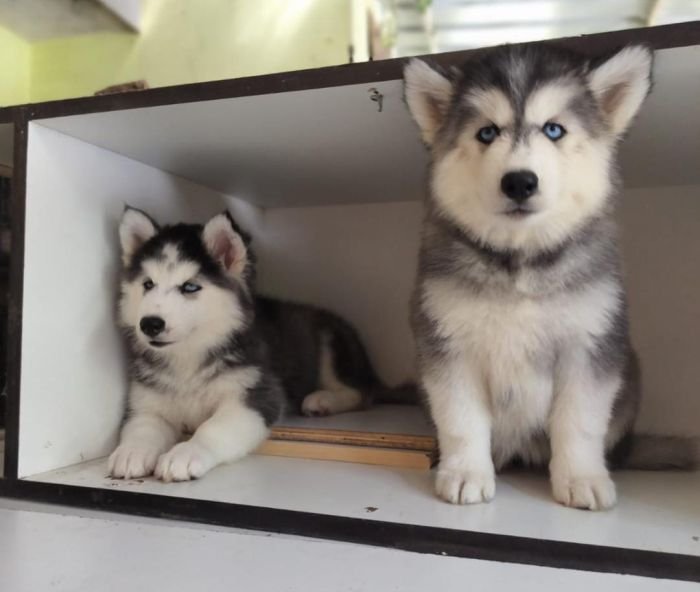 DogsIndia.com Siberian Husky Vanshni