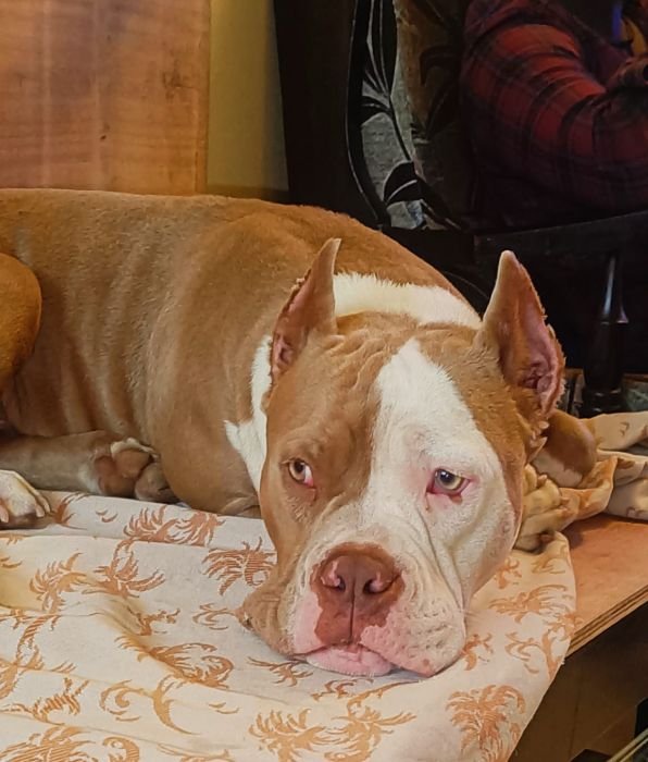 DogsIndia.com  Stud  American Bully  Umesh