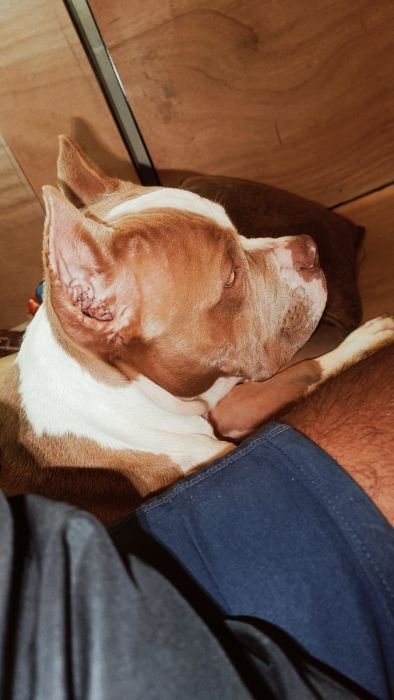 DogsIndia.com  Stud  American Bully  Umesh
