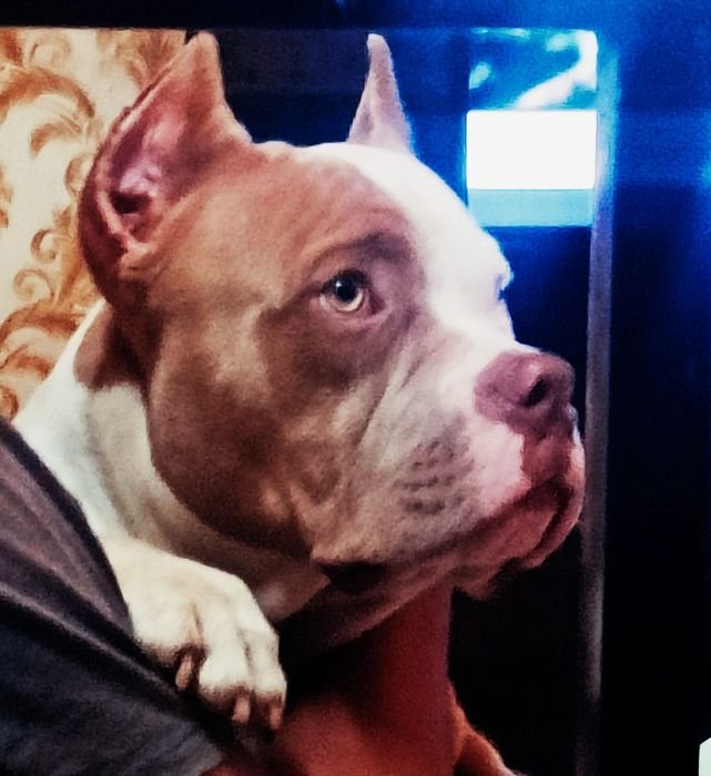 DogsIndia.com  Stud  American Bully  Umesh