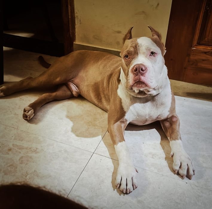 DogsIndia.com  Stud  American Bully  Umesh