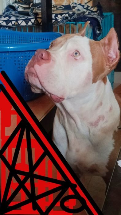 DogsIndia.com  Stud  American Bully  Umesh