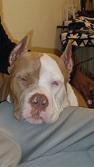 DogsIndia.com  Stud  American Bully  Umesh