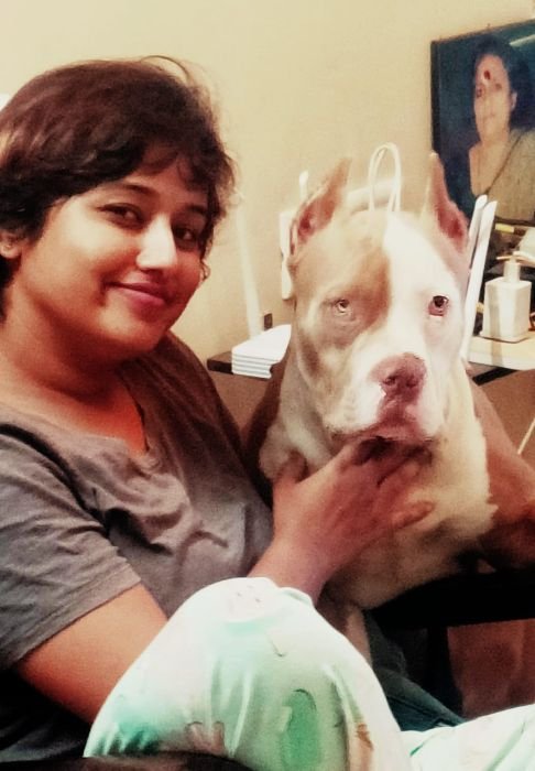 DogsIndia.com  Stud  American Bully  Umesh