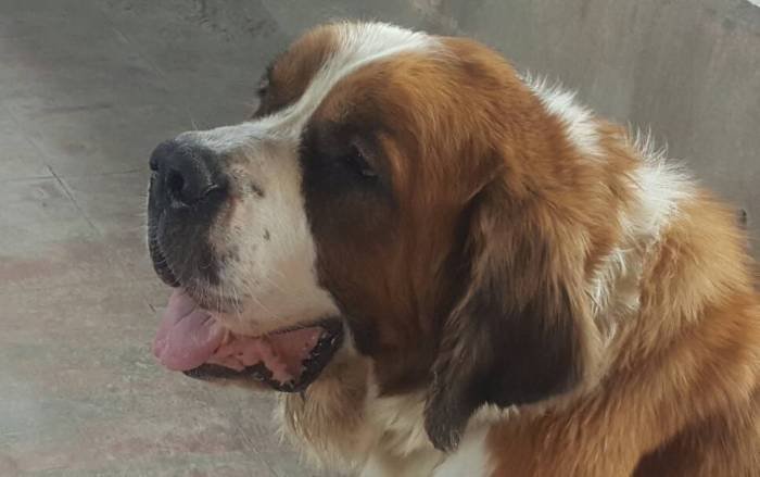 DogsIndia.com - St. Bernard - Ajit Kennels