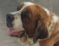 DogsIndia.com - St. Bernard - Ajit Kennels
