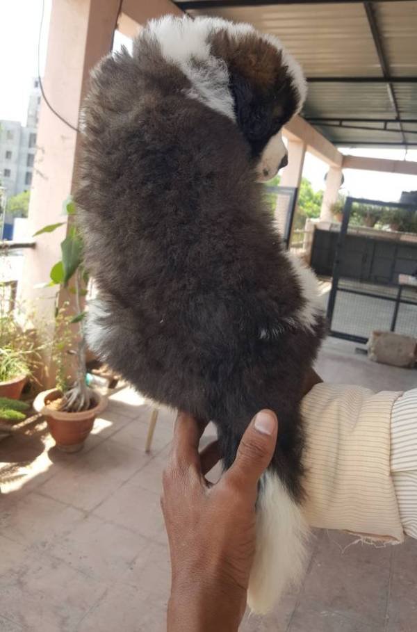DogsIndia.com - St. Bernard - Ajit Kennels