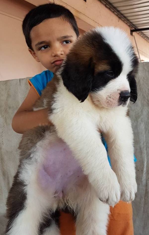 DogsIndia.com - St. Bernard - Ajit Kennels