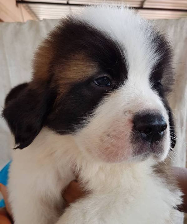 DogsIndia.com - St. Bernard - Ajit Kennels