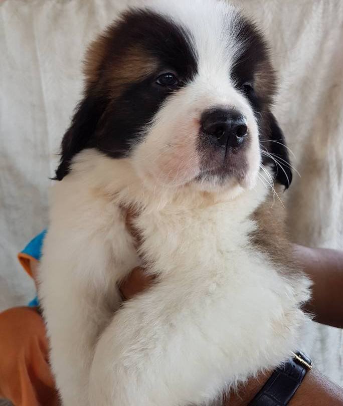 DogsIndia.com - St. Bernard - Ajit Kennels