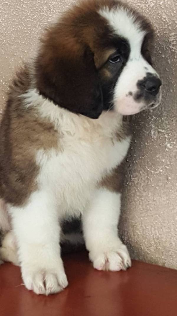 DogsIndia.com - St. Bernard - Ajit Kennels