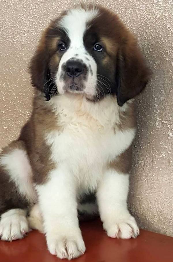 DogsIndia.com - St. Bernard - Ajit Kennels