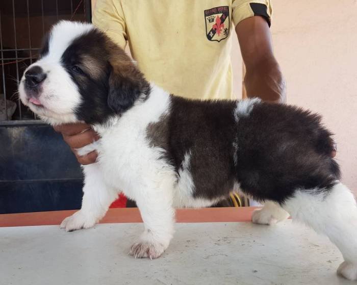 DogsIndia.com - St. Bernard - Ajit Kennels
