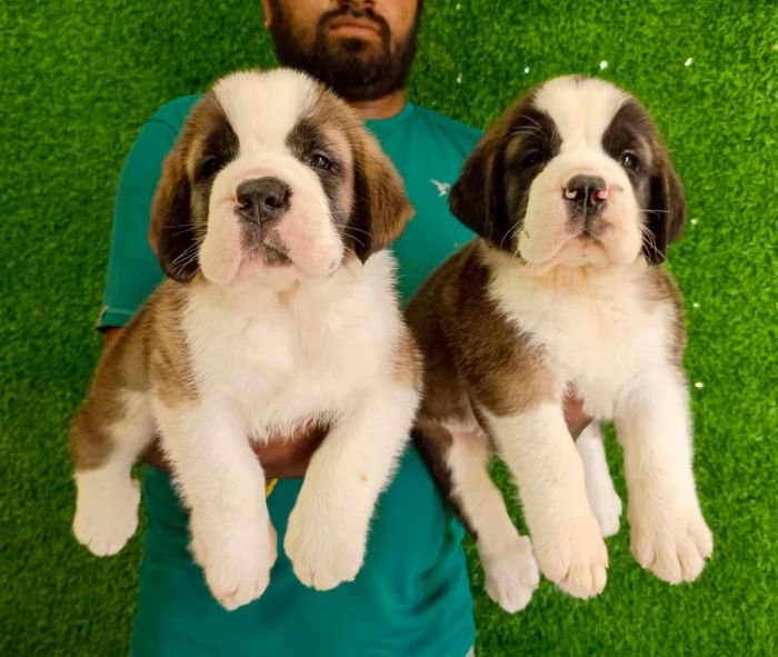 DogsIndia.com  St. Bernard  Simha Kennels  Kiran Gowda