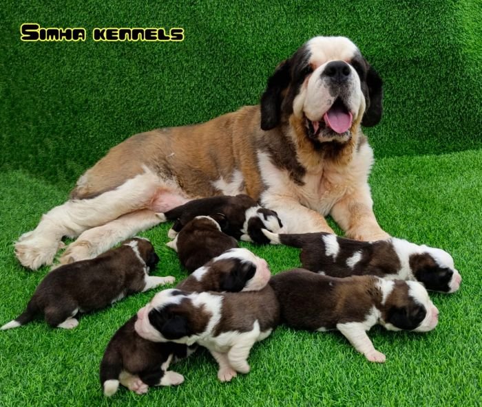 DogsIndia.com  St. Bernard  Simha Kennels  Kiran Gowda