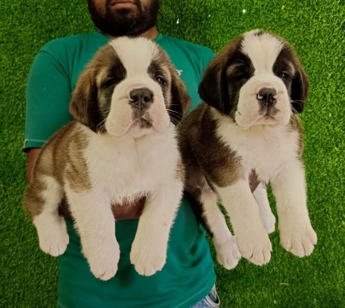 DogsIndia.com  St. Bernard  Simha Kennels  Kiran Gowda