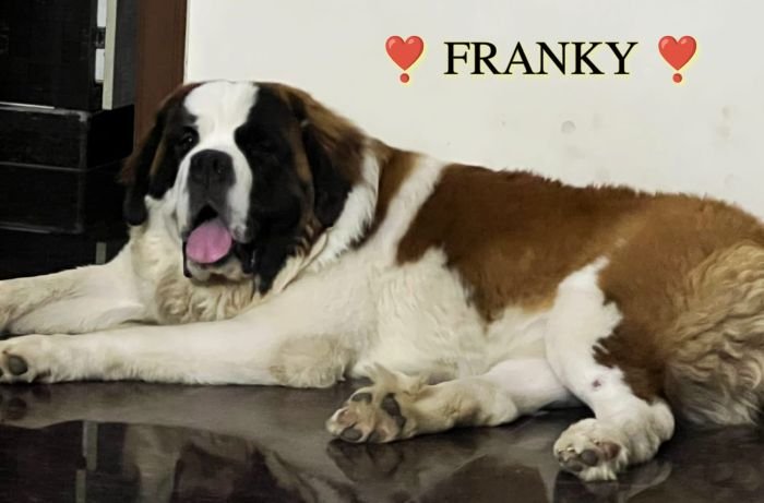 DogsIndia.com  St. Bernard  Simha Kennels  Kiran Gowda