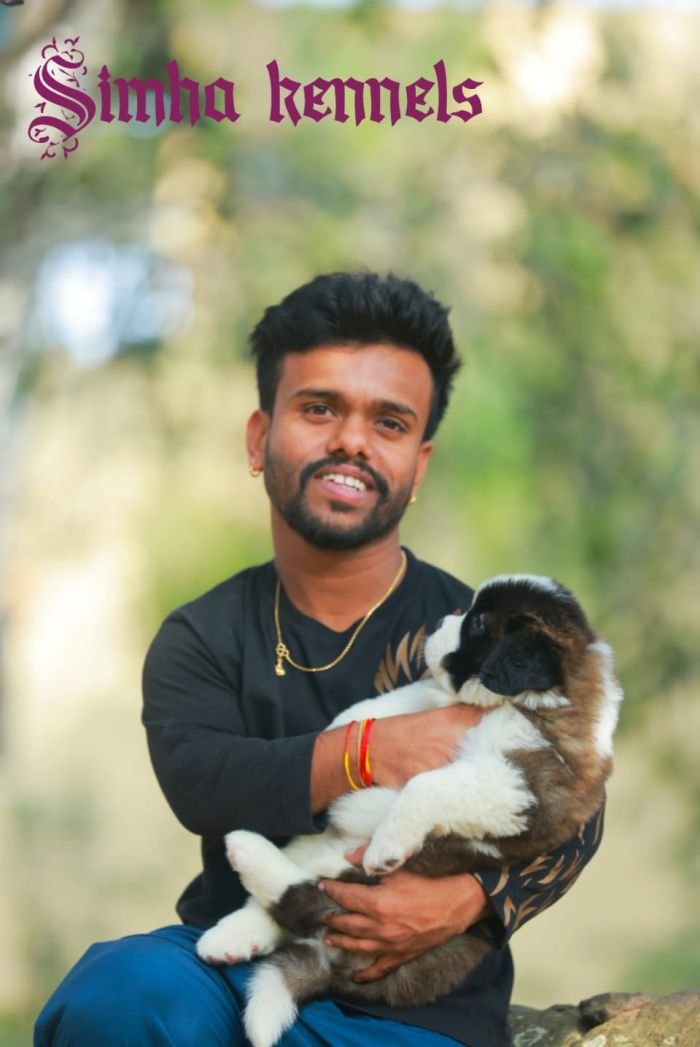 DogsIndia.com  St. Bernard  Simha Kennels  Kiran Gowda