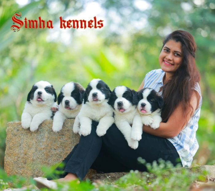 DogsIndia.com  St. Bernard  Simha Kennels  Kiran Gowda