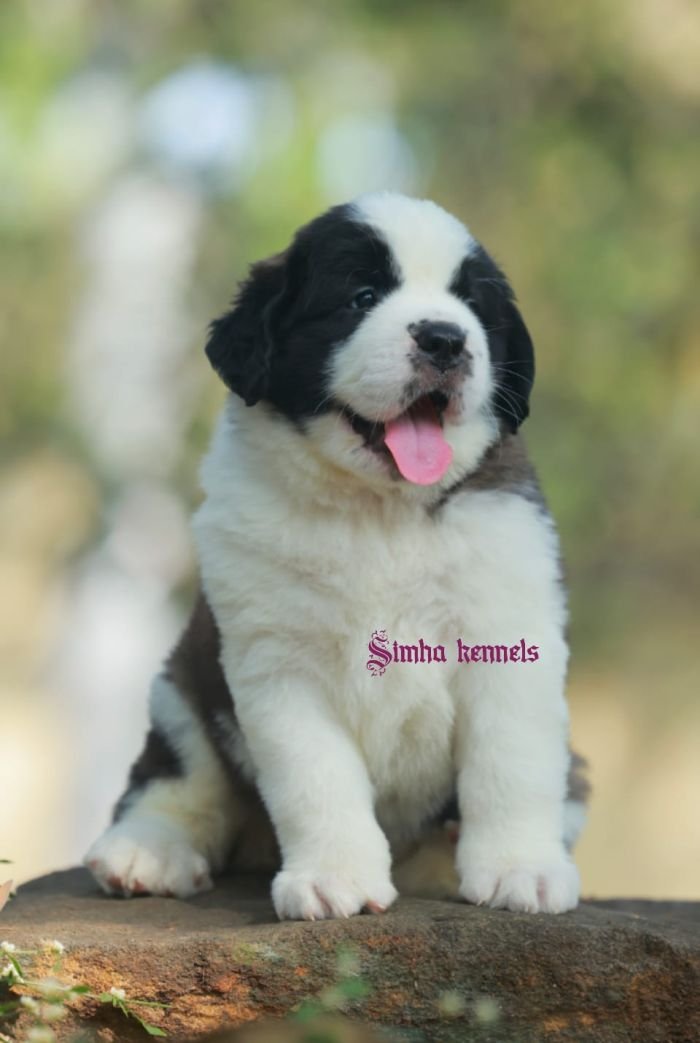 DogsIndia.com  St. Bernard  Simha Kennels  Kiran Gowda