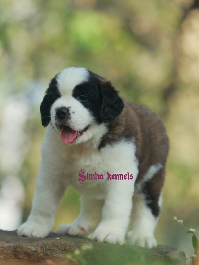 DogsIndia.com  St. Bernard  Simha Kennels  Kiran Gowda