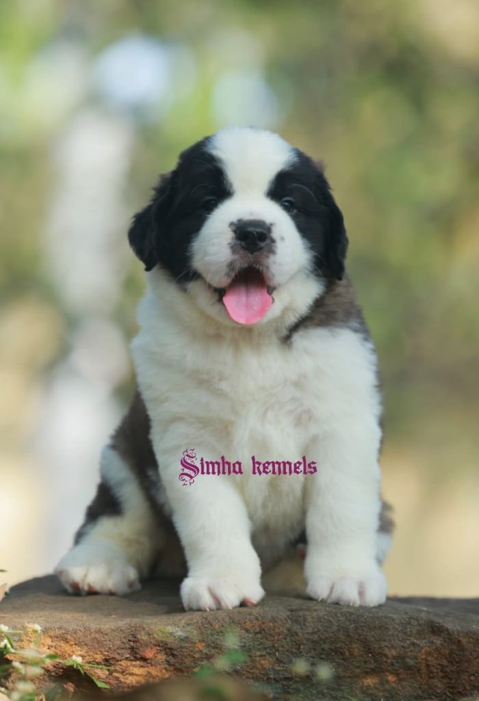 DogsIndia.com  St. Bernard  Simha Kennels  Kiran Gowda