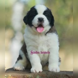 DogsIndia.com  St. Bernard  Simha Kennels  Kiran Gowda