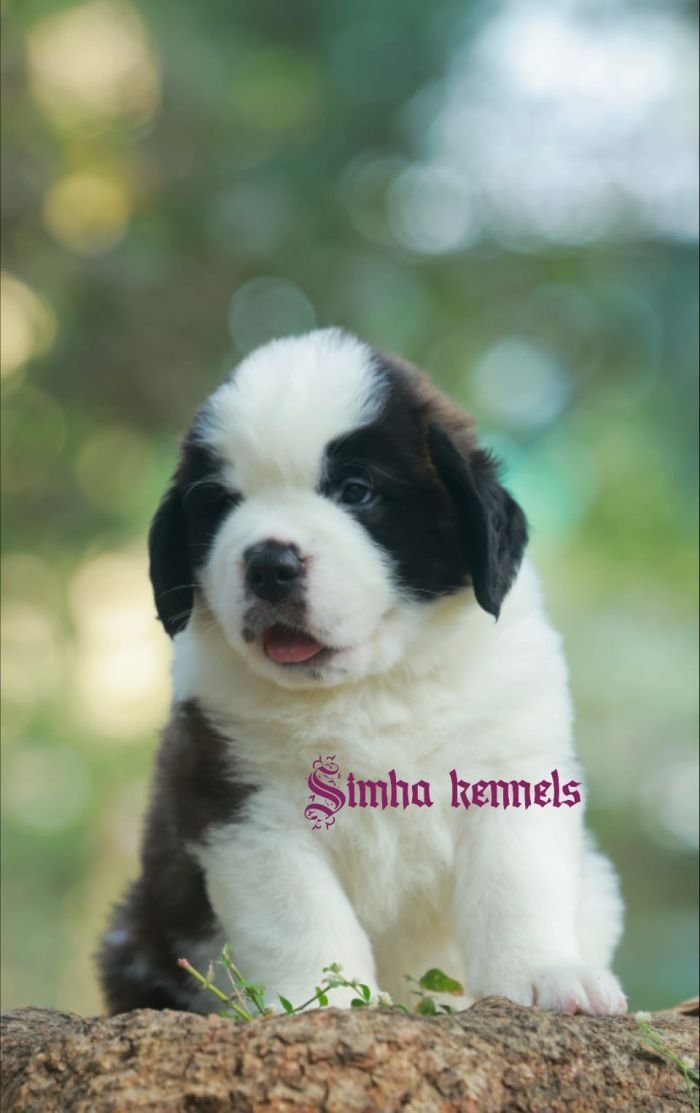 DogsIndia.com  St. Bernard  Simha Kennels  Kiran Gowda