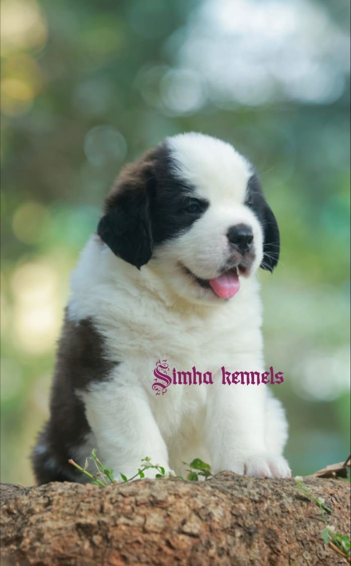 DogsIndia.com  St. Bernard  Simha Kennels  Kiran Gowda