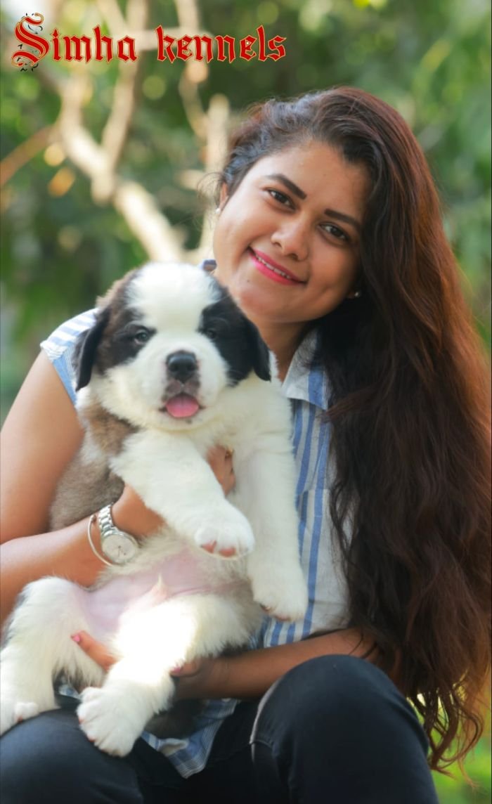 DogsIndia.com  St. Bernard  Simha Kennels  Kiran Gowda
