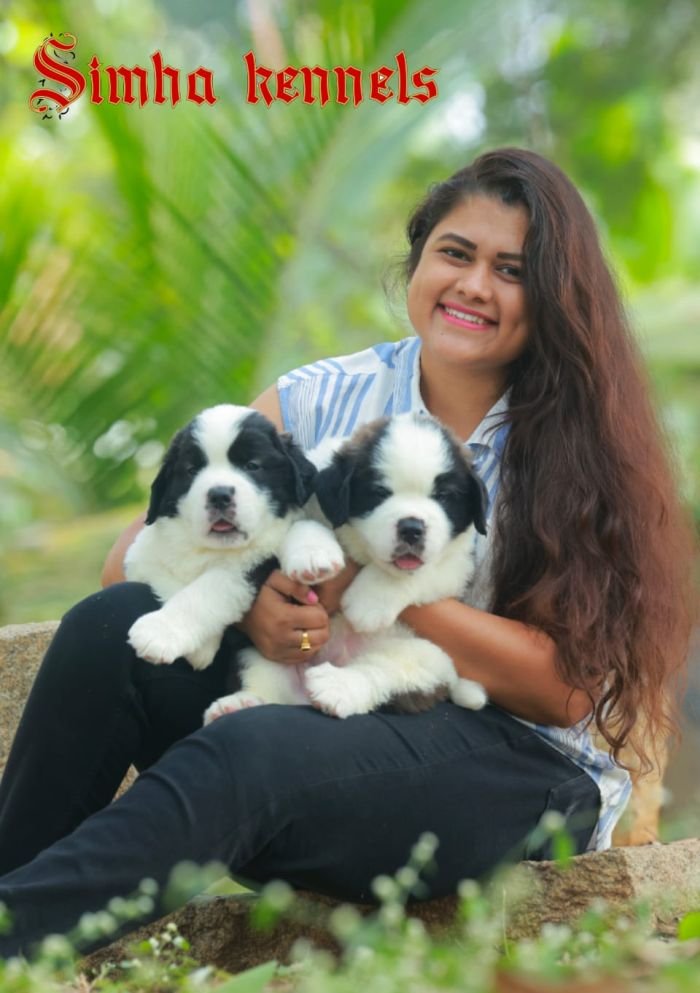 DogsIndia.com  St. Bernard  Simha Kennels  Kiran Gowda