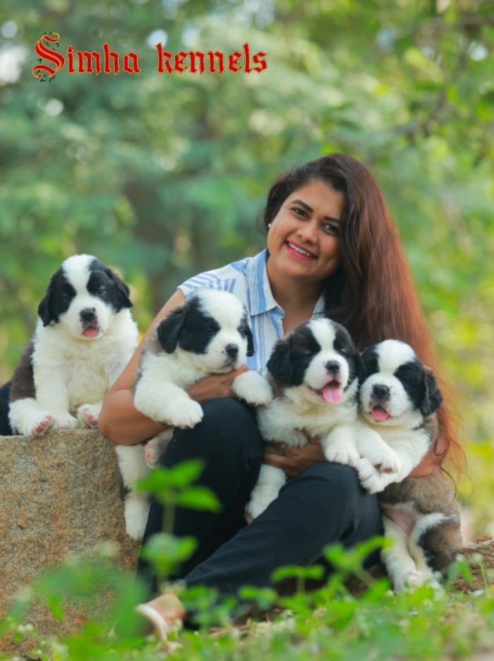DogsIndia.com  St. Bernard  Simha Kennels  Kiran Gowda