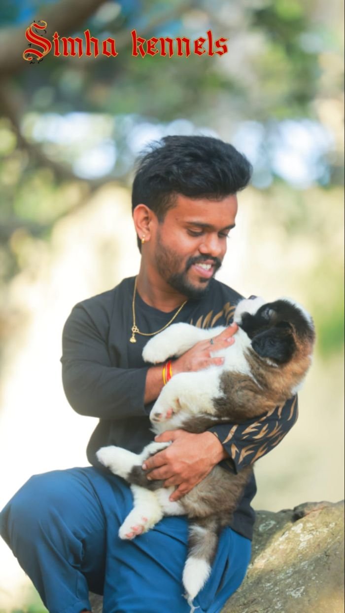 DogsIndia.com  St. Bernard  Simha Kennels  Kiran Gowda