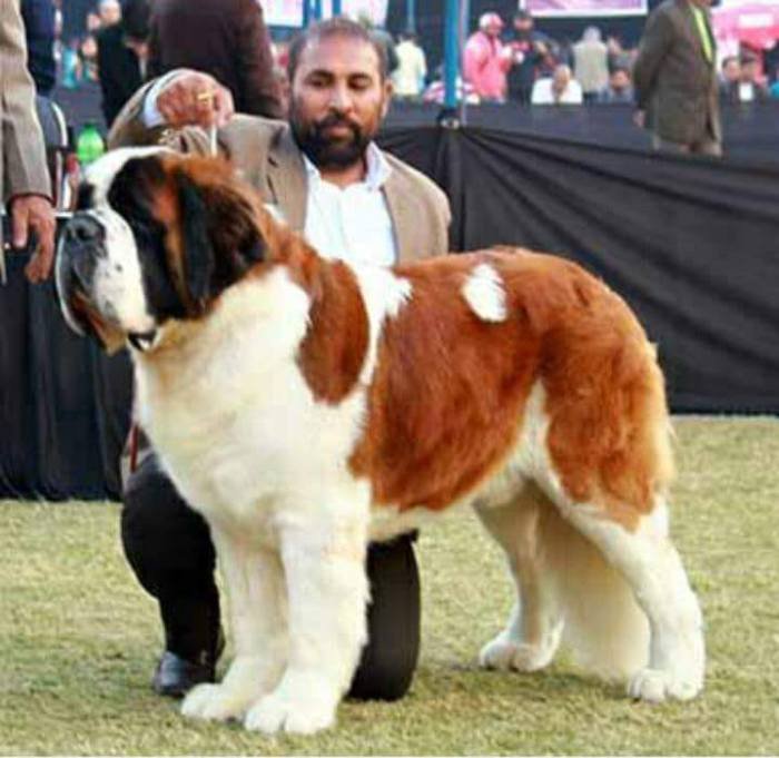 DogsIndia.com - St. Bernard - Royal Squad Kennel - Praful