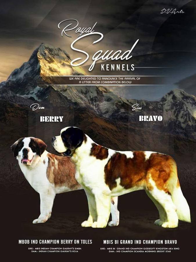 DogsIndia.com - St. Bernard - Royal Squad Kennel - Praful