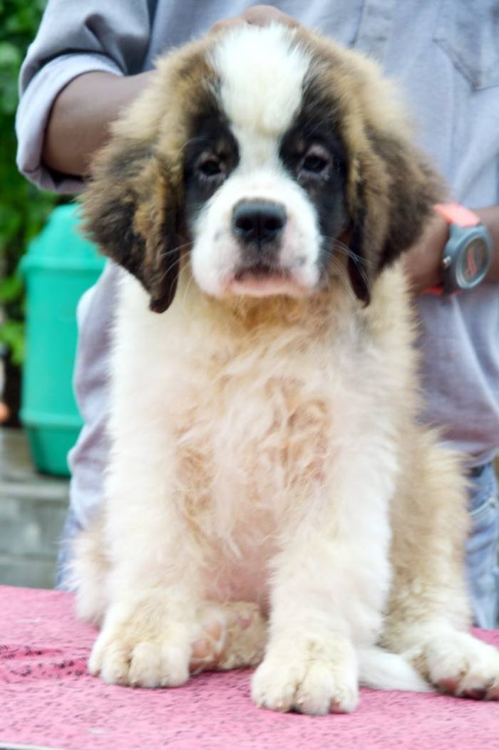DogsIndia.com - St. Bernard - Royal Squad Kennel - Praful