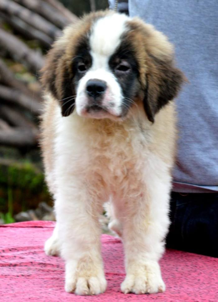 DogsIndia.com - St. Bernard - Royal Squad Kennel - Praful