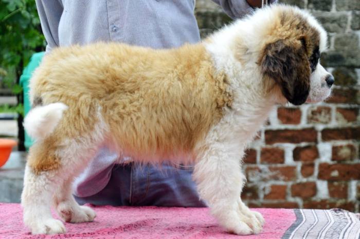 DogsIndia.com - St. Bernard - Royal Squad Kennel - Praful