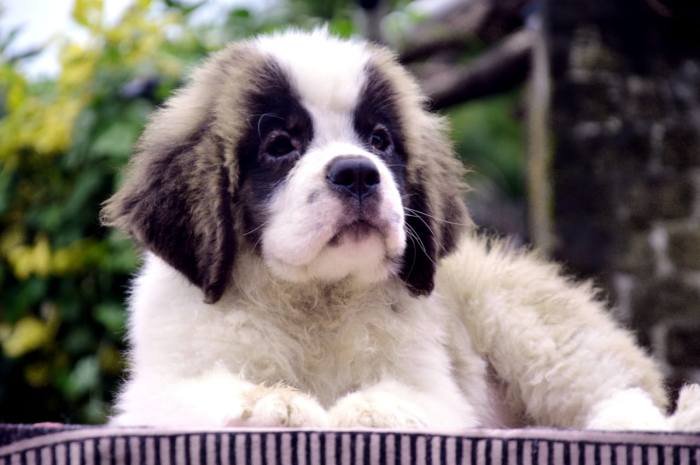 DogsIndia.com - St. Bernard - Royal Squad Kennel - Praful