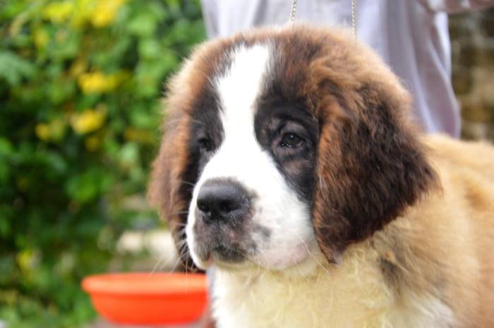 DogsIndia.com - St. Bernard - Royal Squad Kennel - Praful