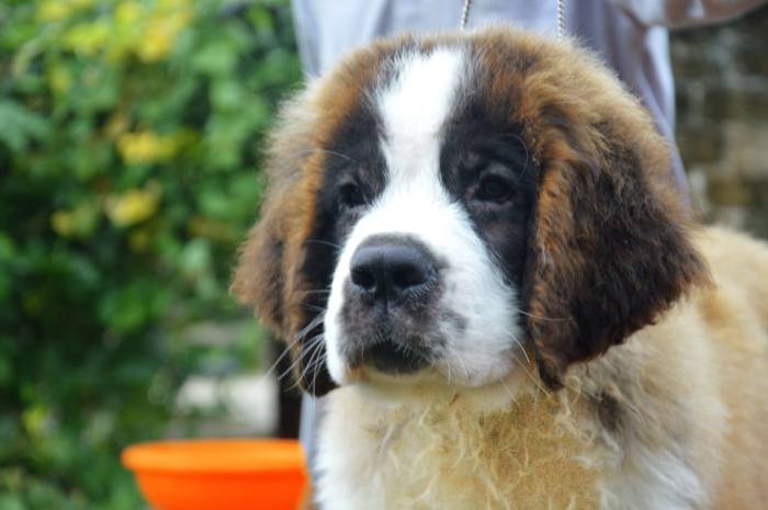 DogsIndia.com - St. Bernard - Royal Squad Kennel - Praful