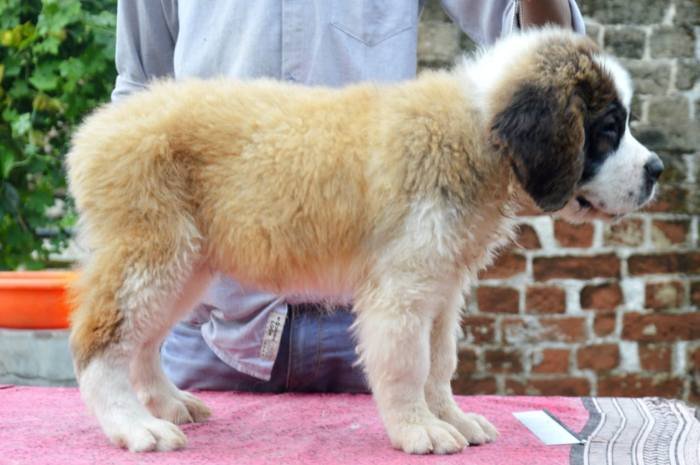 DogsIndia.com - St. Bernard - Royal Squad Kennel - Praful