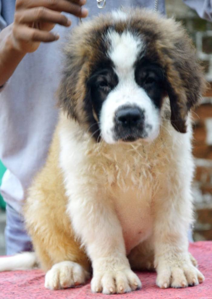 DogsIndia.com - St. Bernard - Royal Squad Kennel - Praful