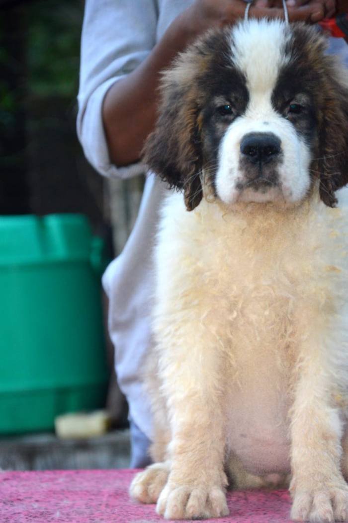 DogsIndia.com - St. Bernard - Royal Squad Kennel - Praful