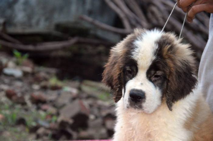 DogsIndia.com - St. Bernard - Royal Squad Kennel - Praful