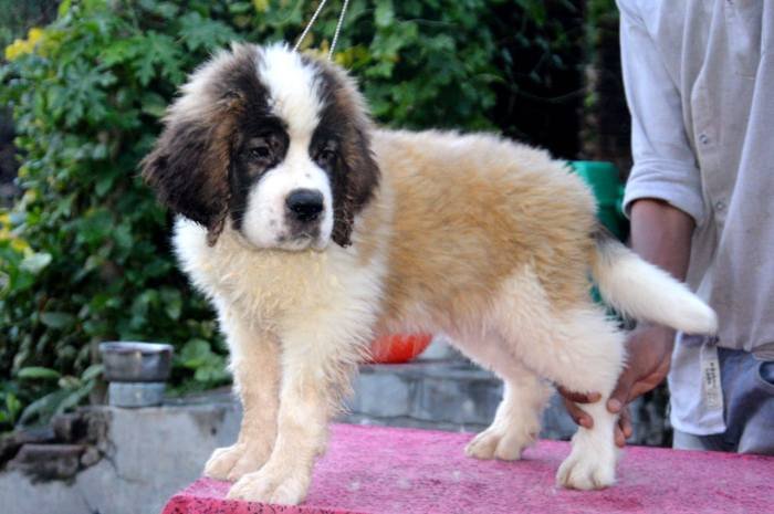 DogsIndia.com - St. Bernard - Royal Squad Kennel - Praful