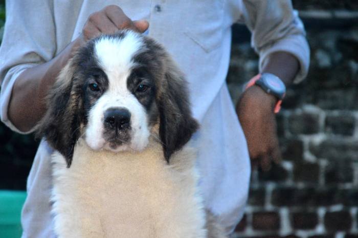 DogsIndia.com - St. Bernard - Royal Squad Kennel - Praful