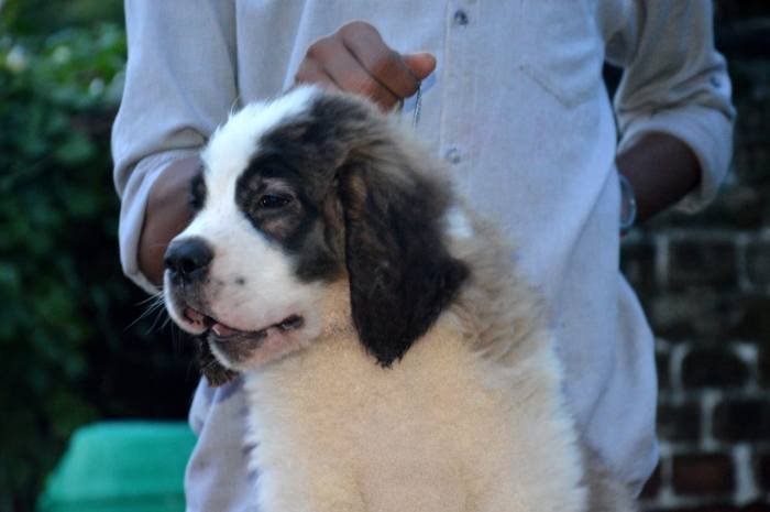 DogsIndia.com - St. Bernard - Royal Squad Kennel - Praful