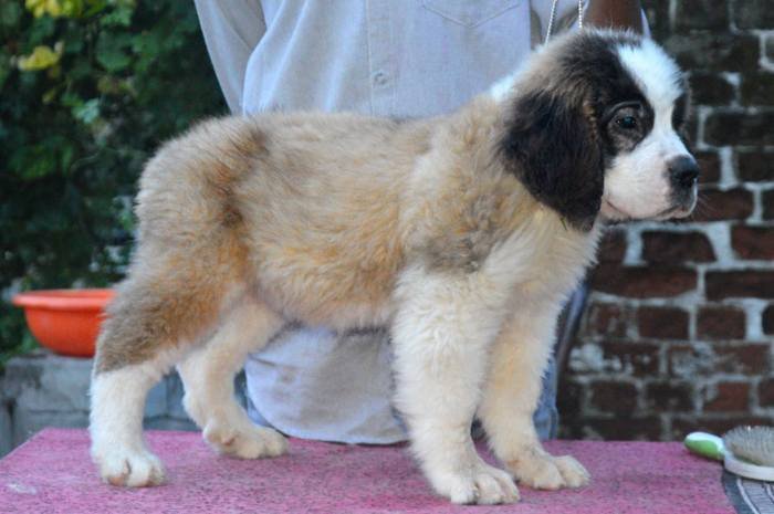 DogsIndia.com - St. Bernard - Royal Squad Kennel - Praful